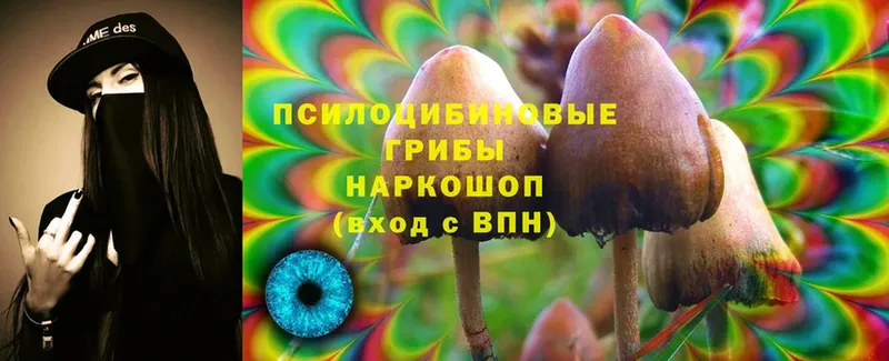 Галлюциногенные грибы Psilocybine cubensis  Жиздра 